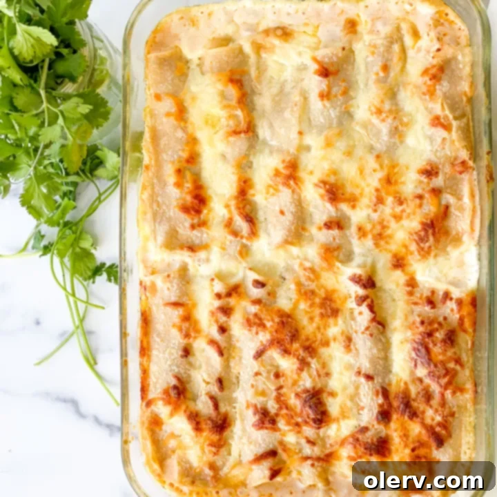 Creamy Chicken Enchiladas with White Sauce 6 Close-up of a perfectly rolled creamy white chicken enchilada, showcasing the filling and cheese before baking