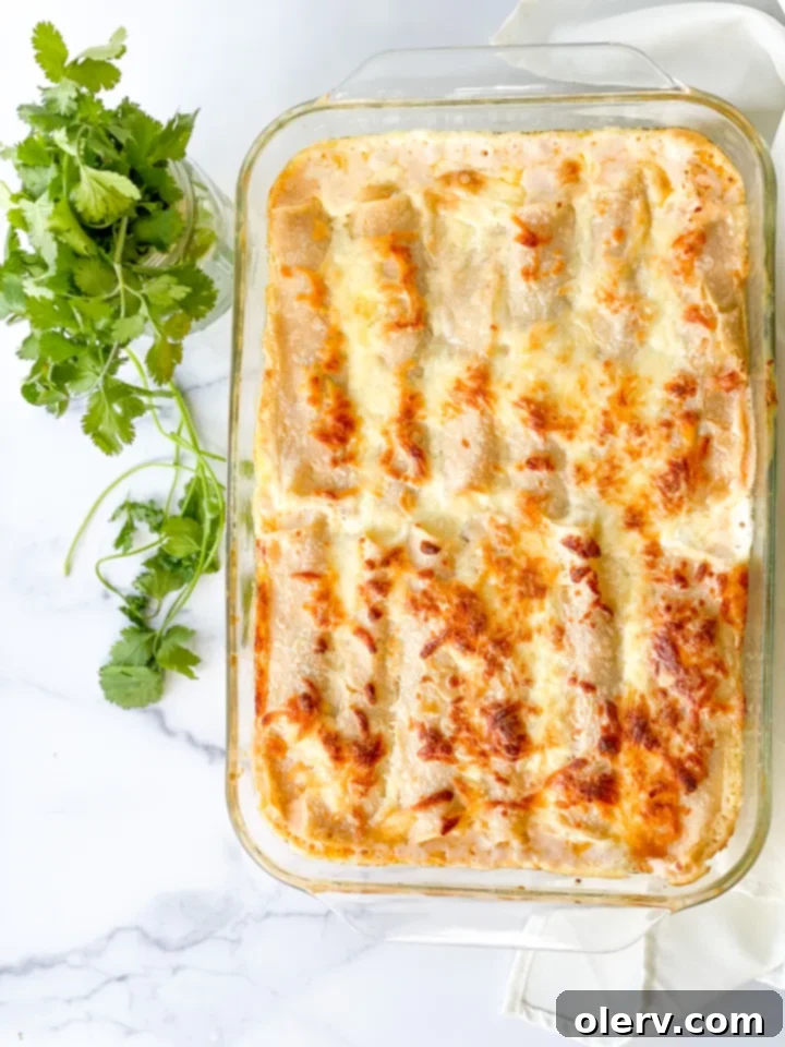 Creamy Chicken Enchiladas with White Sauce 7 A baked creamy white chicken enchilada being lifted from the casserole dish, showing the gooey cheese and creamy sauce
