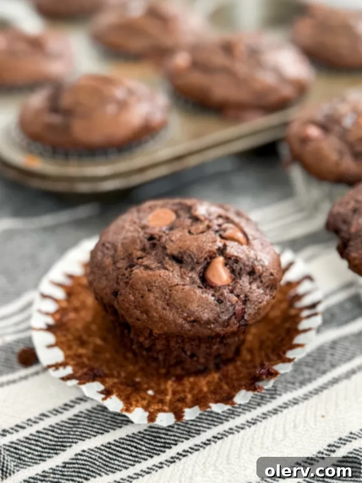 Decadent Chocolate Zucchini Muffins 2 Freshly baked Chocolate Zucchini Muffins on a cooling rack