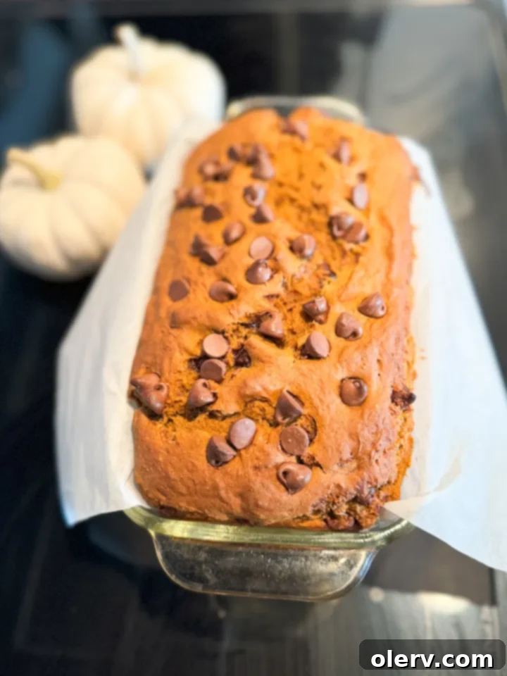 Baked pumpkin chocolate chip bread on a cooling rack