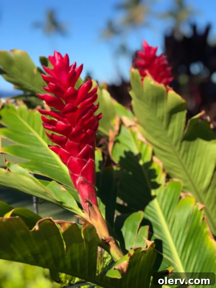 Unforgettable Maui: Your Essential Travel Companion 31 Lush tropical garden at a luxury resort in Wailea, Maui