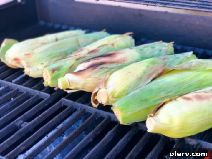 Summer's Golden Grilled Treat 2 Grilled corn on the cob fresh off the grill with husks still on.